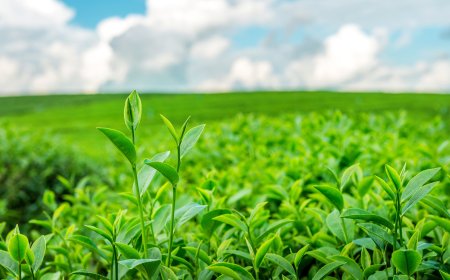 A Cup of Tranquility: Discovering Munnar's Tea Plantation Charm