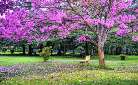 Nature Lovers’ Guide to Bangalore: Must-Visit Green Spaces