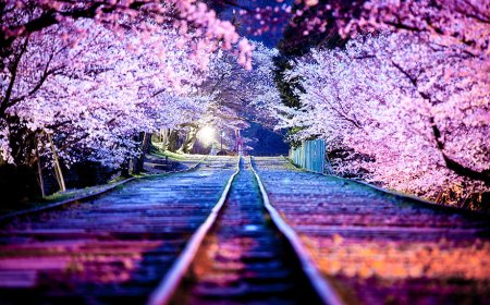 Cherry Blossoms in Japan: A Complete Travel Guide