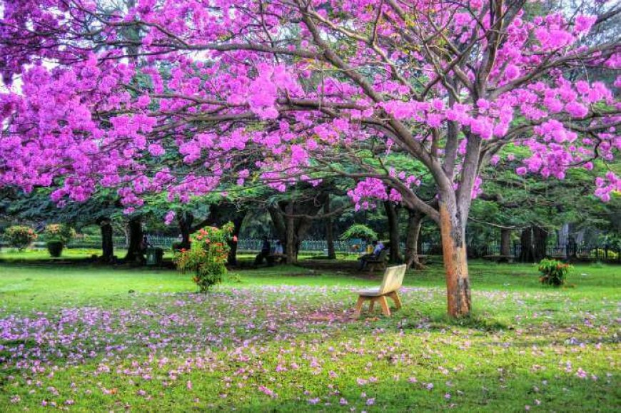 Nature Lovers’ Guide to Bangalore: Must-Visit Green Spaces