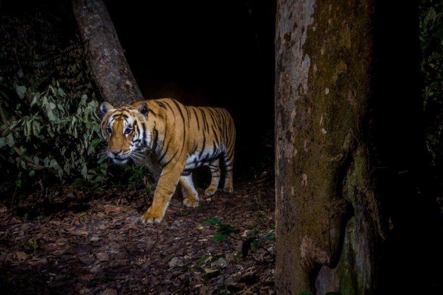 Tiger Comeback in Nepal: A Conservation Success Story