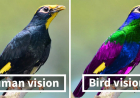 The Colours Humans Can’t Actually See – And the Science Behind Them