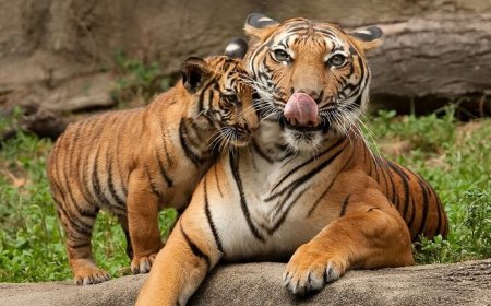 Jim Corbett National Park India’s First Tiger Reserve