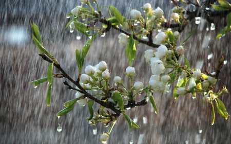 Essential Rainy Season Gardening Tips for a Healthy and Thriving Garden