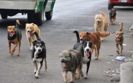 Supreme Court Orders Delhi to Remove Stray Dogs: A Step Towards Urban Safety