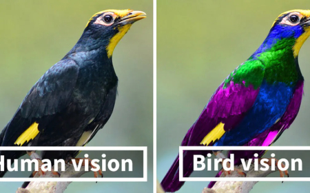 The Colours Humans Can’t Actually See – And the Science Behind Them