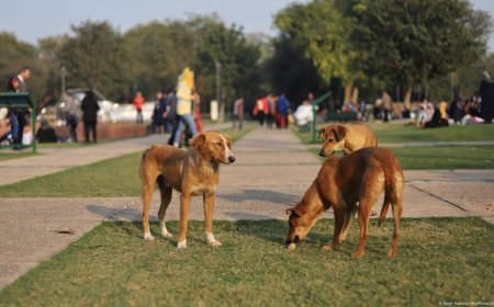 Supreme Court Mandates Sterilization and Release for Stray Dogs Nationwide