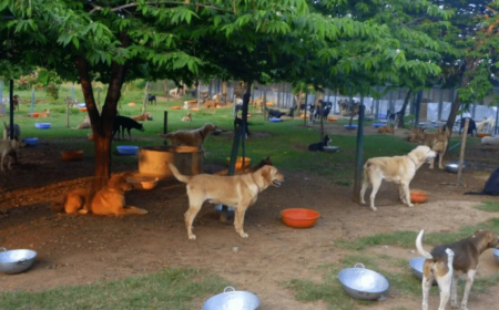 Stray Dogs To Stay in Same Area After Sterilisation: Supreme Court’s New Order