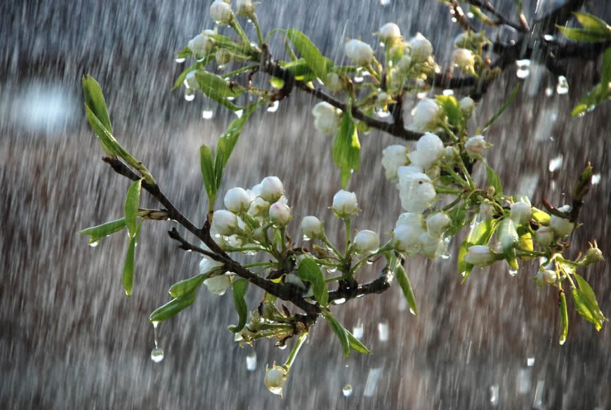 Essential Rainy Season Gardening Tips for a Healthy and Thriving Garden