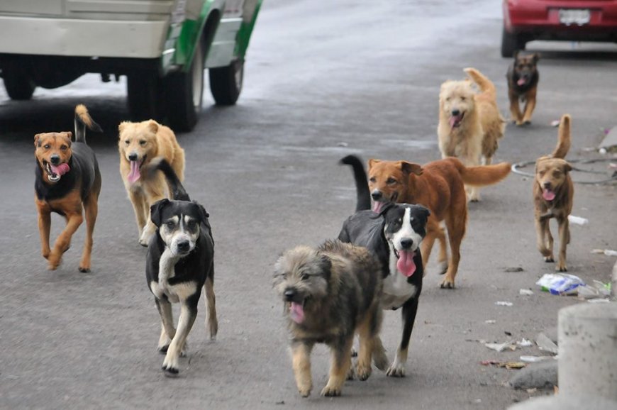 Supreme Court Orders Delhi to Remove Stray Dogs: A Step Towards Urban Safety