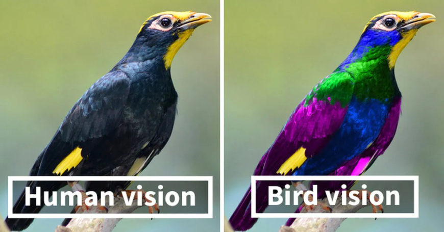 The Colours Humans Can’t Actually See – And the Science Behind Them
