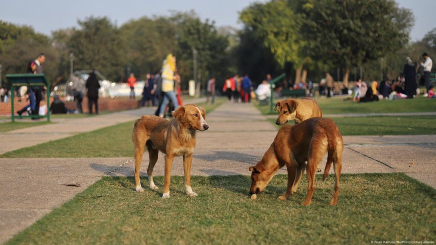 Supreme Court Mandates Sterilization and Release for Stray Dogs Nationwide