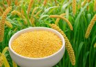 Foxtail Millet: Nutrition, Benefits & Cooking Tips