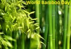 World Bamboo Day: Celebrating the Wonder of Bamboo