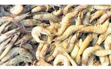 Bail Out Aqua Sector from Crisis, Andhra Pradesh CM Naidu Urges Centre