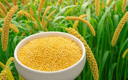 Foxtail Millet: Nutrition, Benefits & Cooking Tips