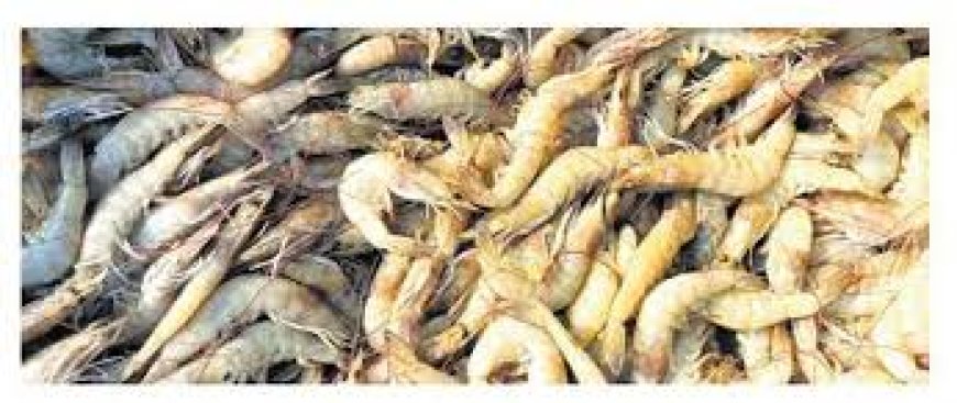 Bail Out Aqua Sector from Crisis, Andhra Pradesh CM Naidu Urges Centre