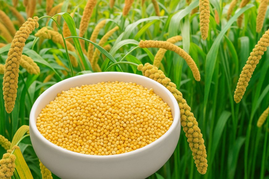 Foxtail Millet: Nutrition, Benefits & Cooking Tips