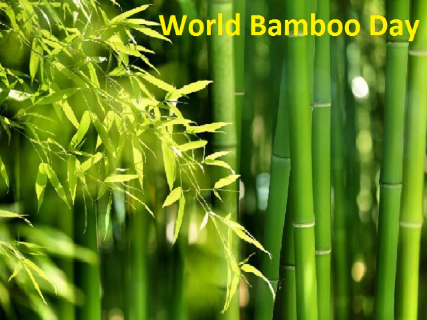 World Bamboo Day: Celebrating the Wonder of Bamboo