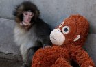 The Punch Effect: Baby Monkey’s Orange Orangutan Soft Toy Sells Out Worldwide