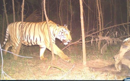 Tiger Sighted Near Rajahmundry After Crossing Godavari