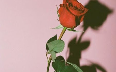 Happy Rose Day 2026: 250 wishes, messages and quotes to share love as Valentine's Week begins