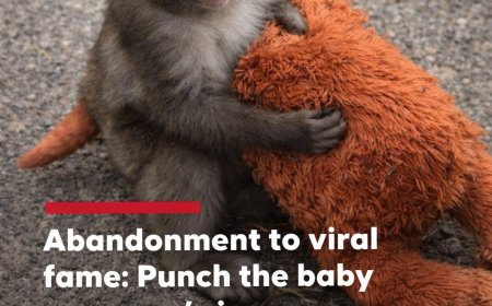 Abandoned Macaque Punch Becomes Viral Sensation