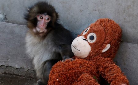 The Punch Effect: Baby Monkey’s Orange Orangutan Soft Toy Sells Out Worldwide