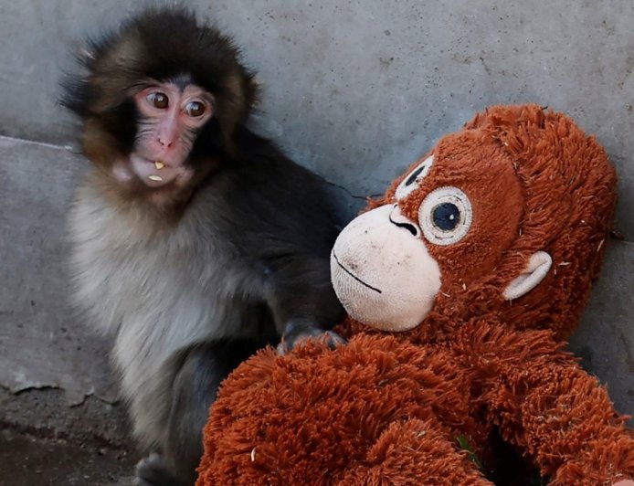 The Punch Effect: Baby Monkey’s Orange Orangutan Soft Toy Sells Out Worldwide