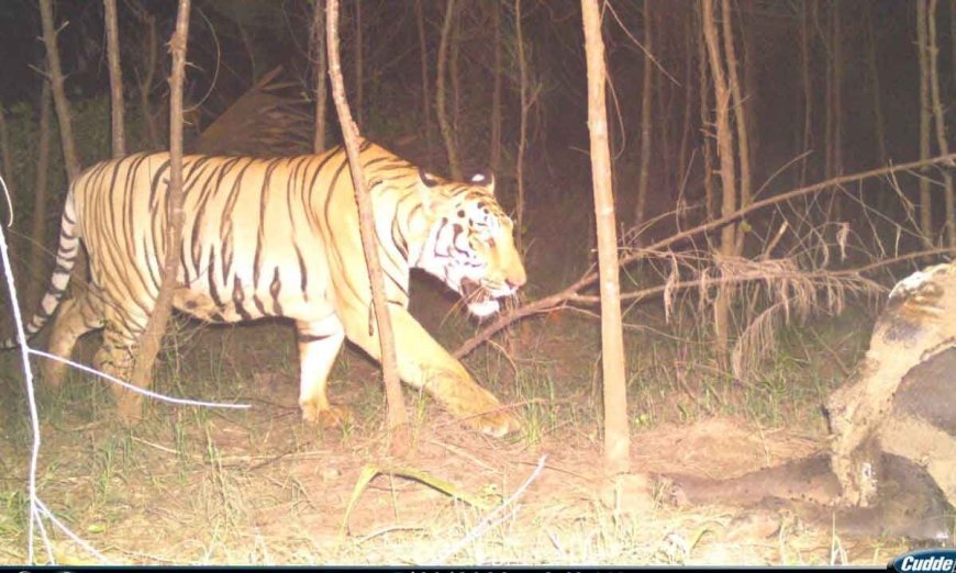 Tiger Sighted Near Rajahmundry After Crossing Godavari