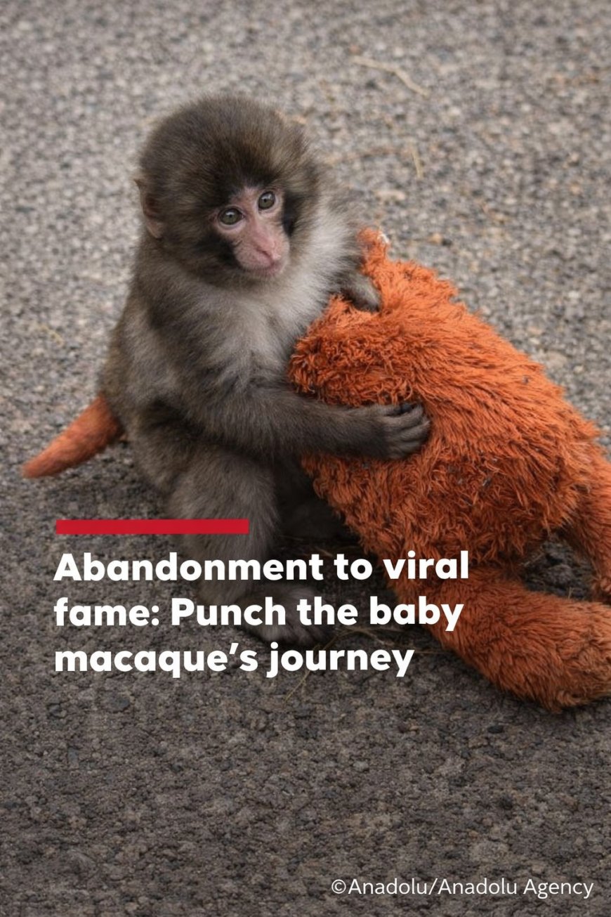 Abandoned Macaque Punch Becomes Viral Sensation