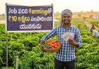 Job వదిలి Farmingతో ₹10 లక్షలు సంపాదించిన యువకుడు